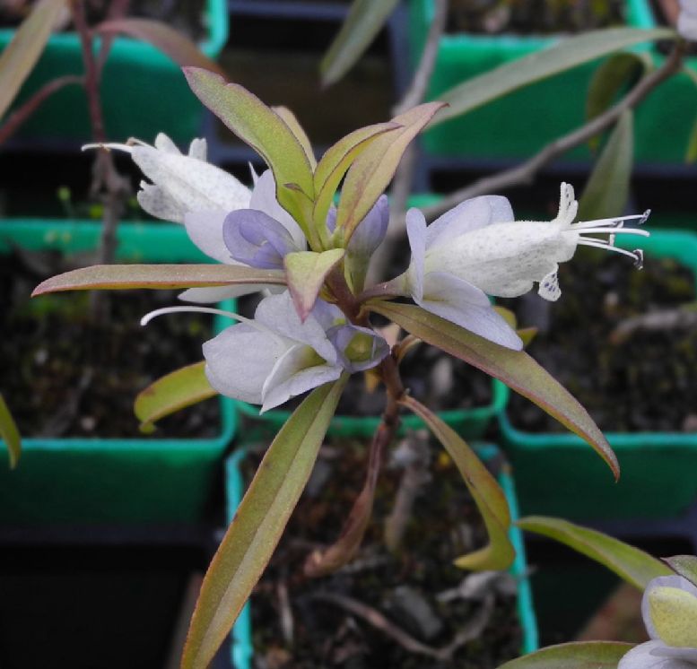 Scrophulariaceae Eremophila viscida