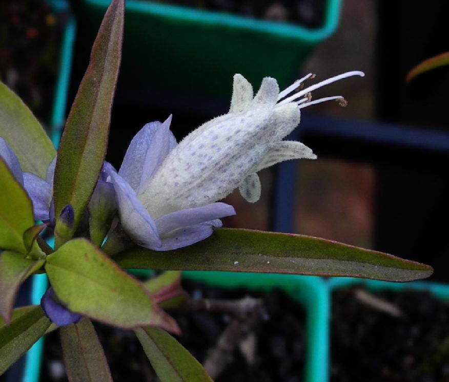 Scrophulariaceae Eremophila viscida