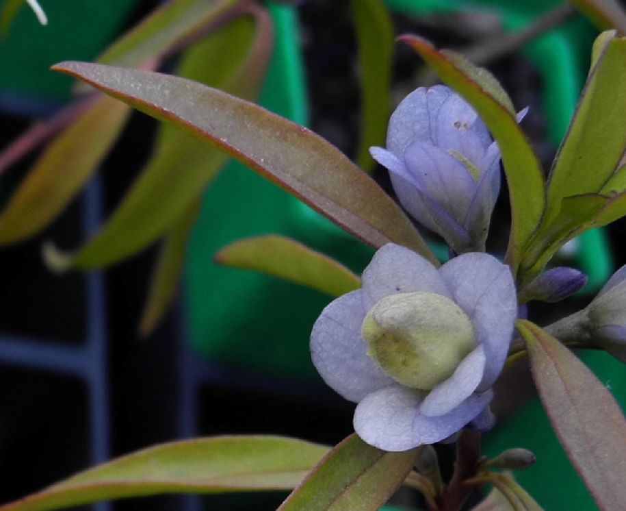 Scrophulariaceae Eremophila viscida