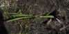 image of Maundia triglochinoides