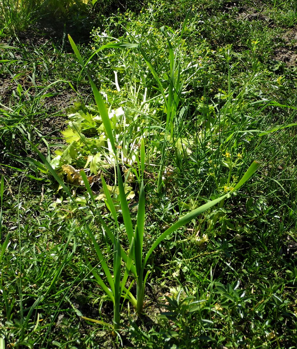 Juncaginaceae Maundia triglochinoides