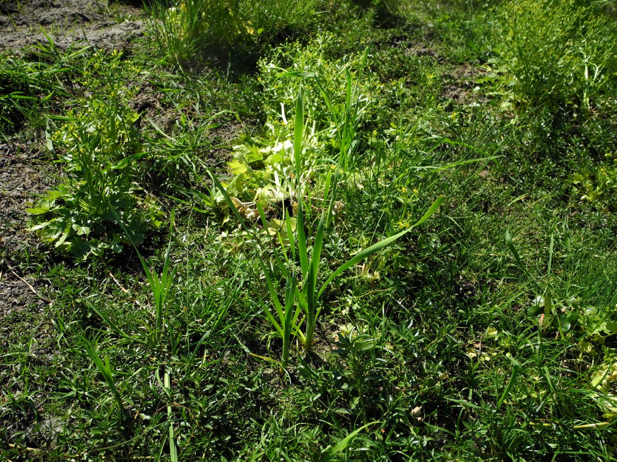 Juncaginaceae Maundia triglochinoides