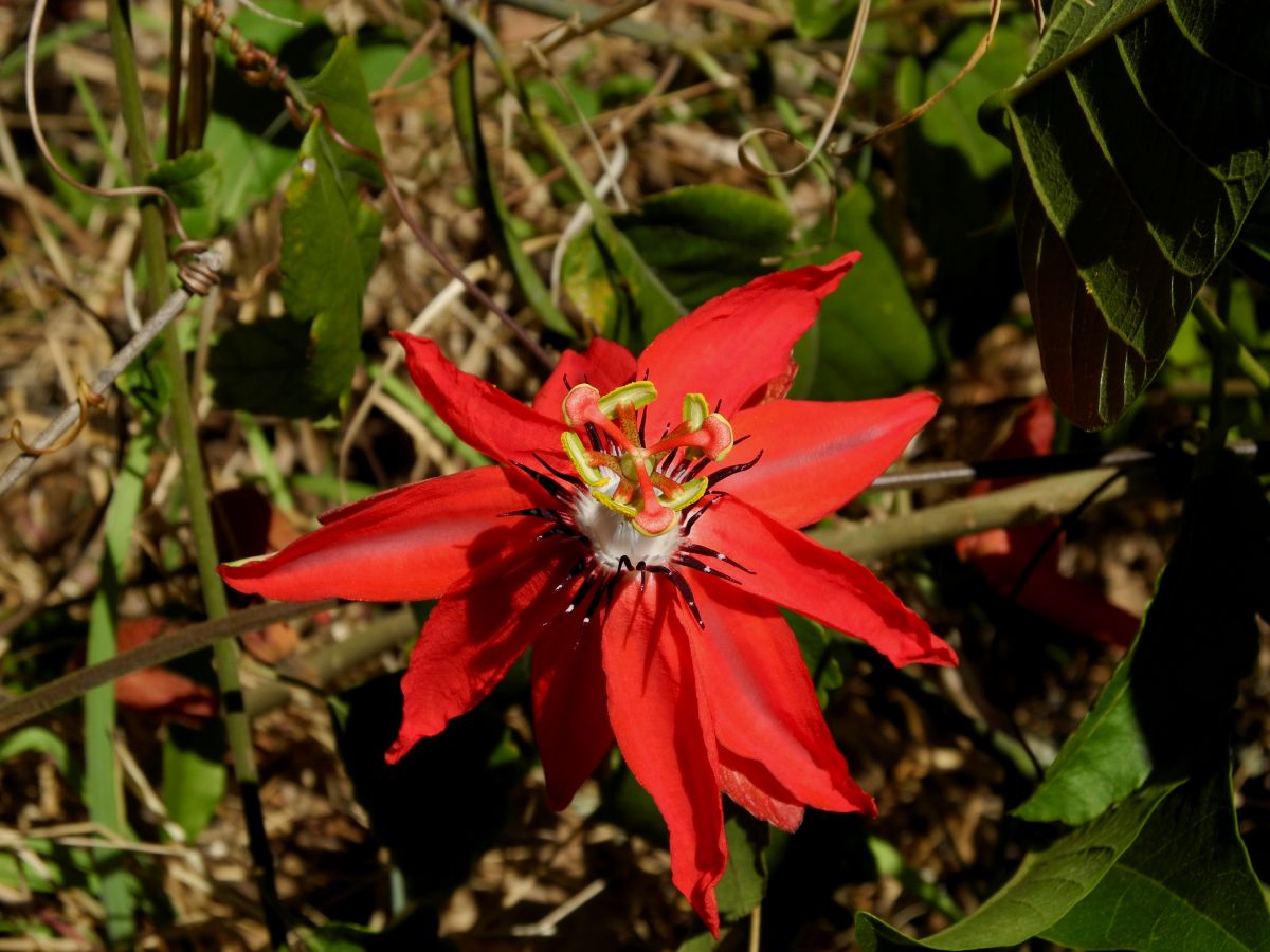 Passifloraceae Passiflora 