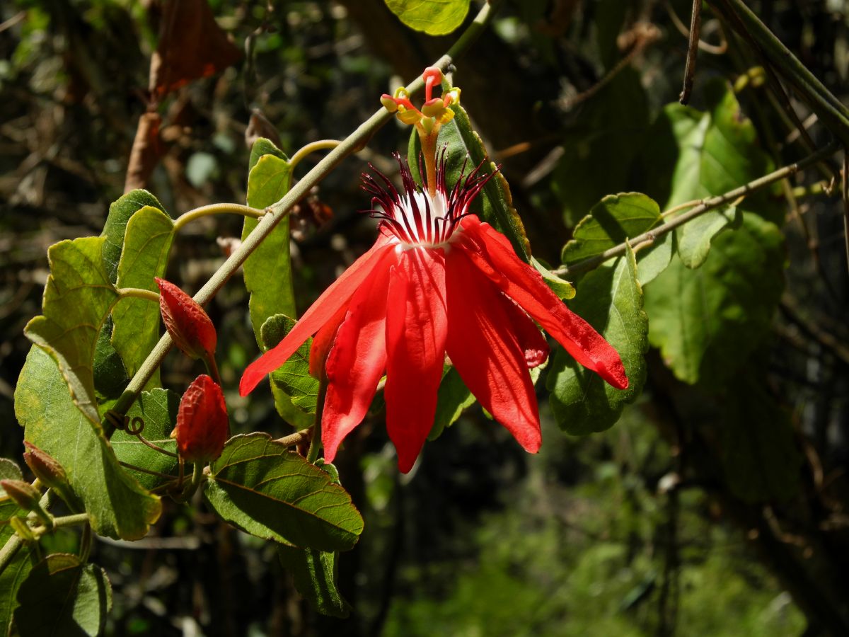 Passifloraceae Passiflora 