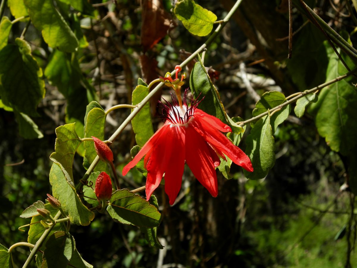 Passifloraceae Passiflora 