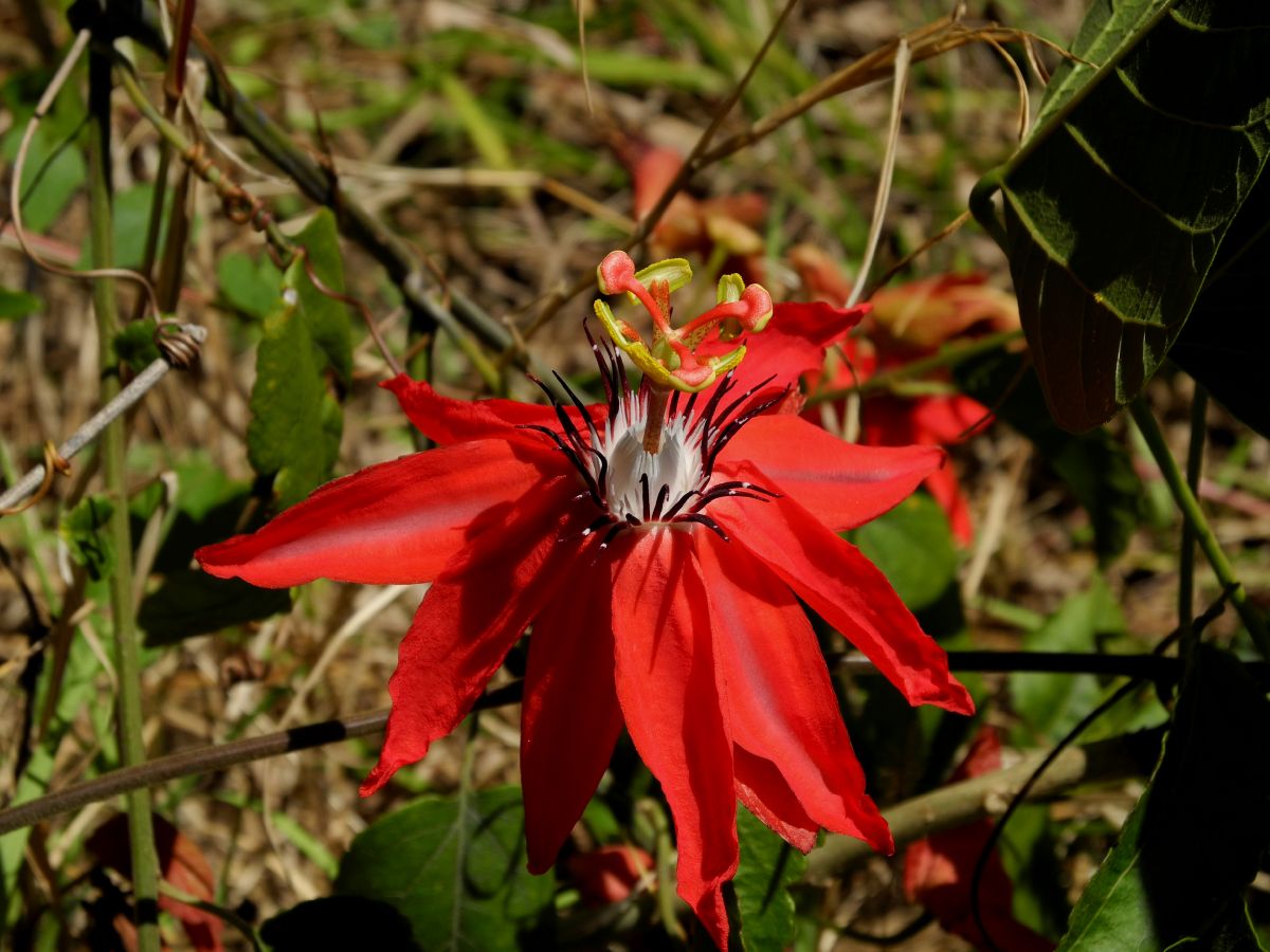Passifloraceae Passiflora 