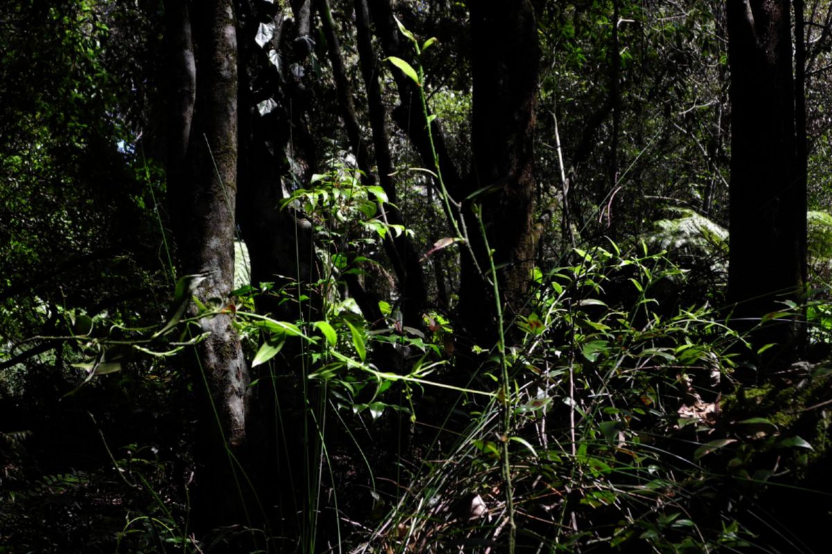Petermanniaceae Petermannia cirrosa