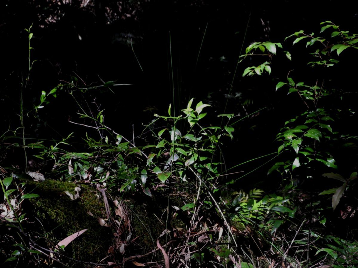 Petermanniaceae Petermannia cirrosa