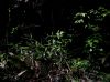 image of Petermannia cirrosa