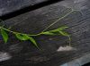 image of Petermannia cirrosa
