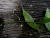 image of Petermannia cirrosa