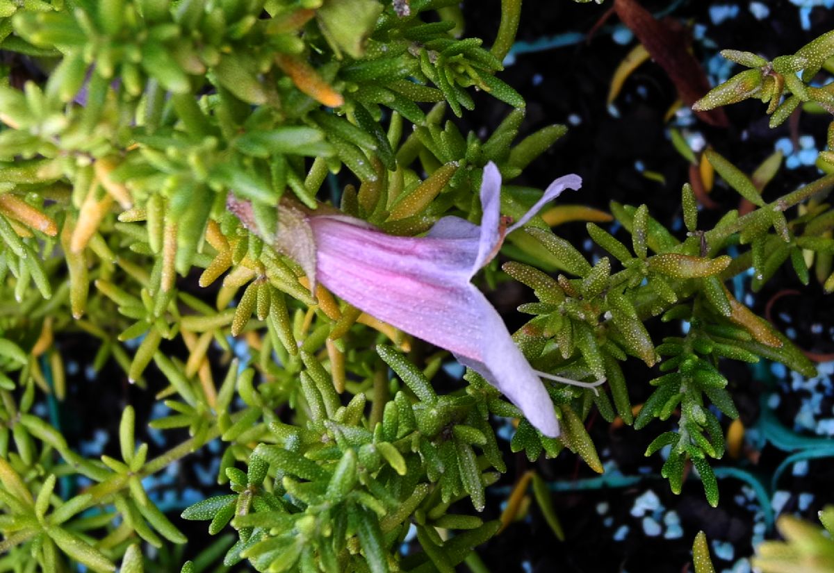 Lamiaceae Prosanthera serpyllifera