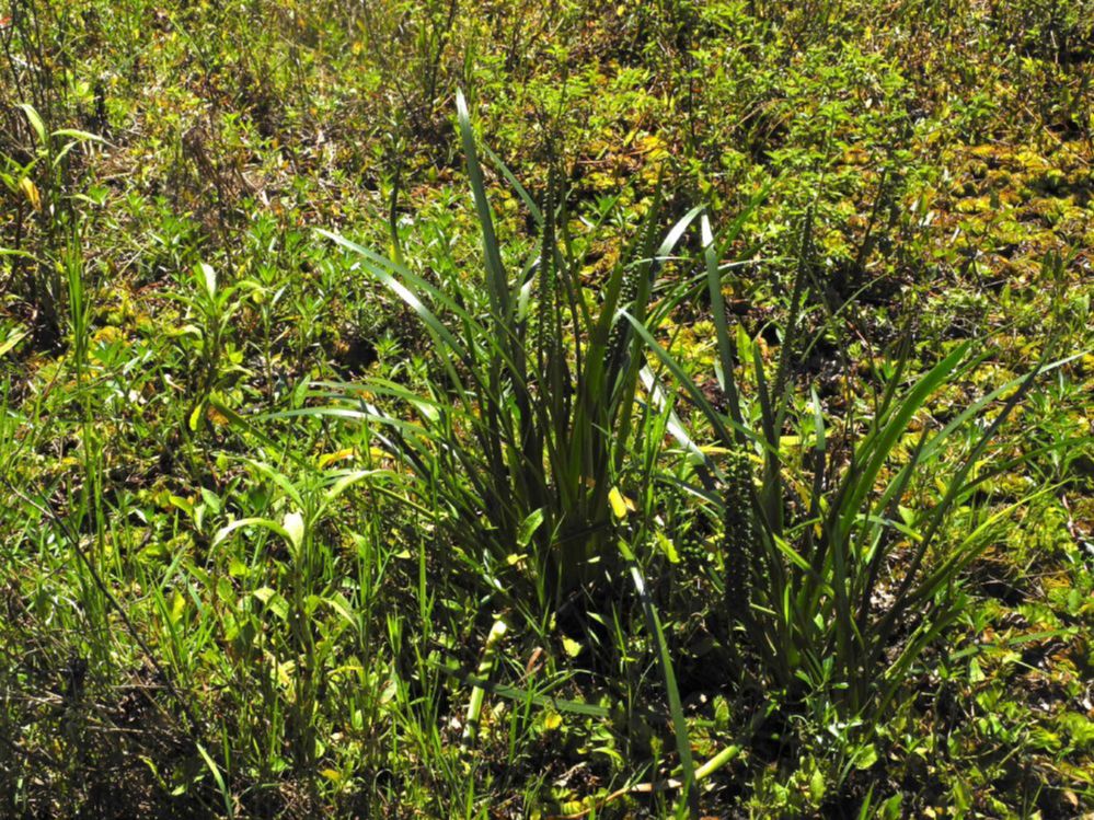 Juncaginaceae Triglochin microtuberosa