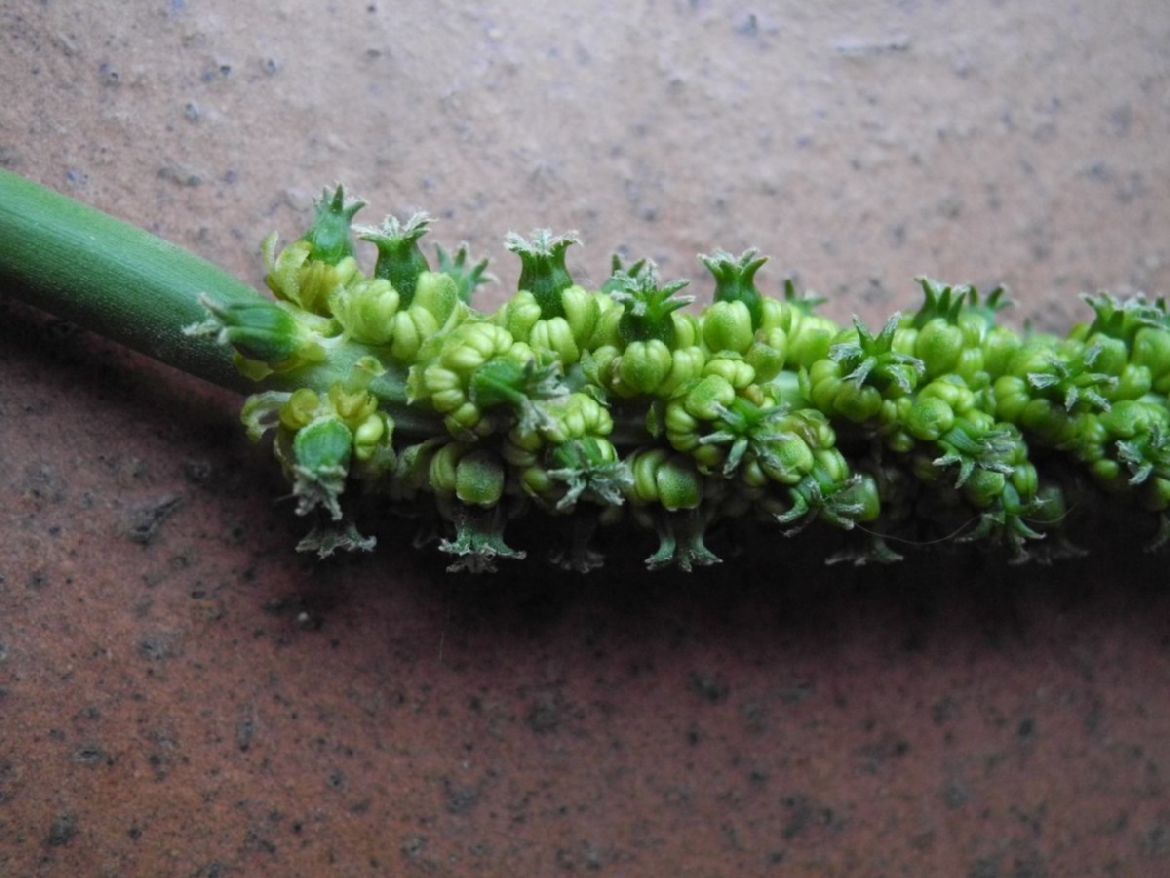 Juncaginaceae Triglochin microtuberosa