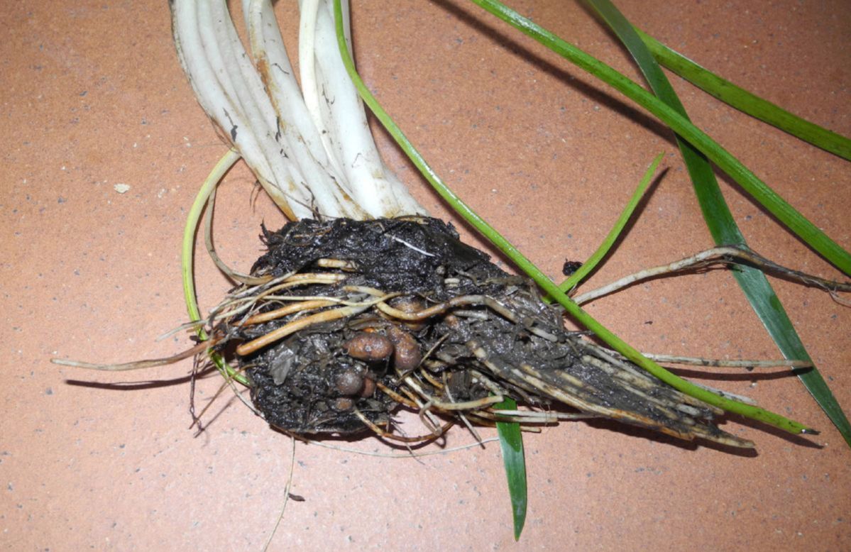 Juncaginaceae Triglochin microtuberosa