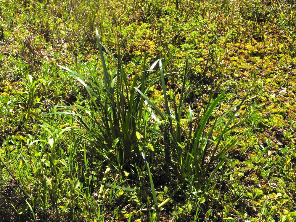 Juncaginaceae Triglochin microtuberosa