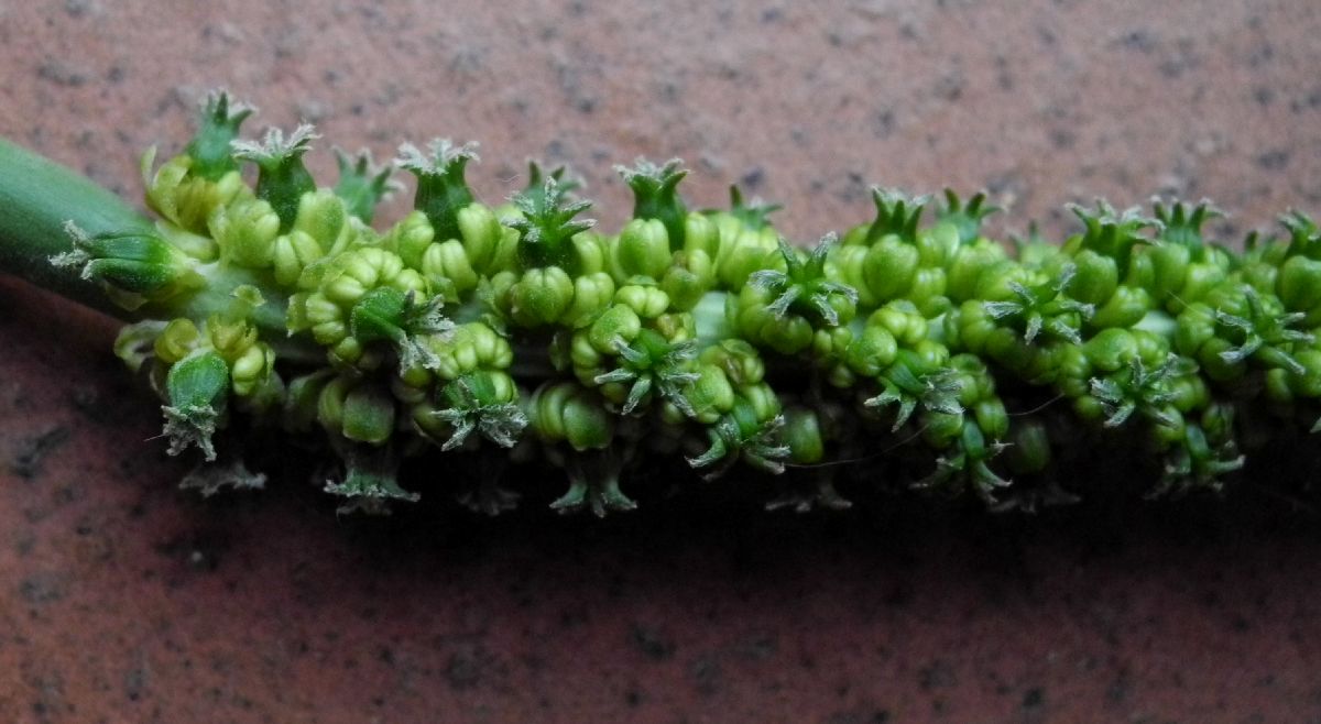 Juncaginaceae Triglochin microtuberosa