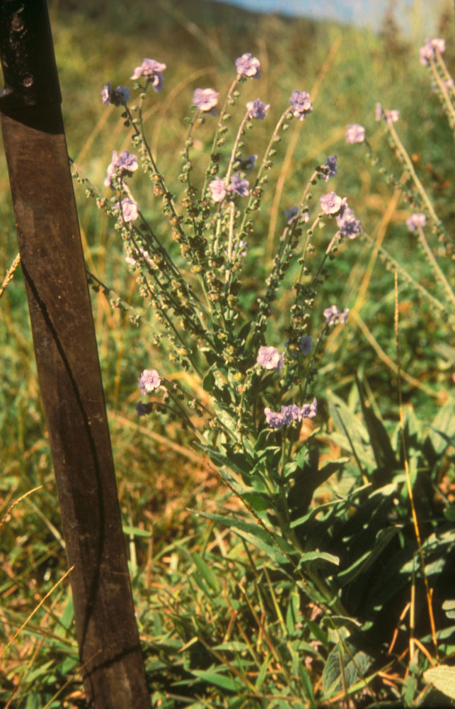 Boraginaceae Cynoglossum amabile