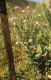 image of Cynoglossum amabile