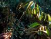 image of Didymopanax morototoni