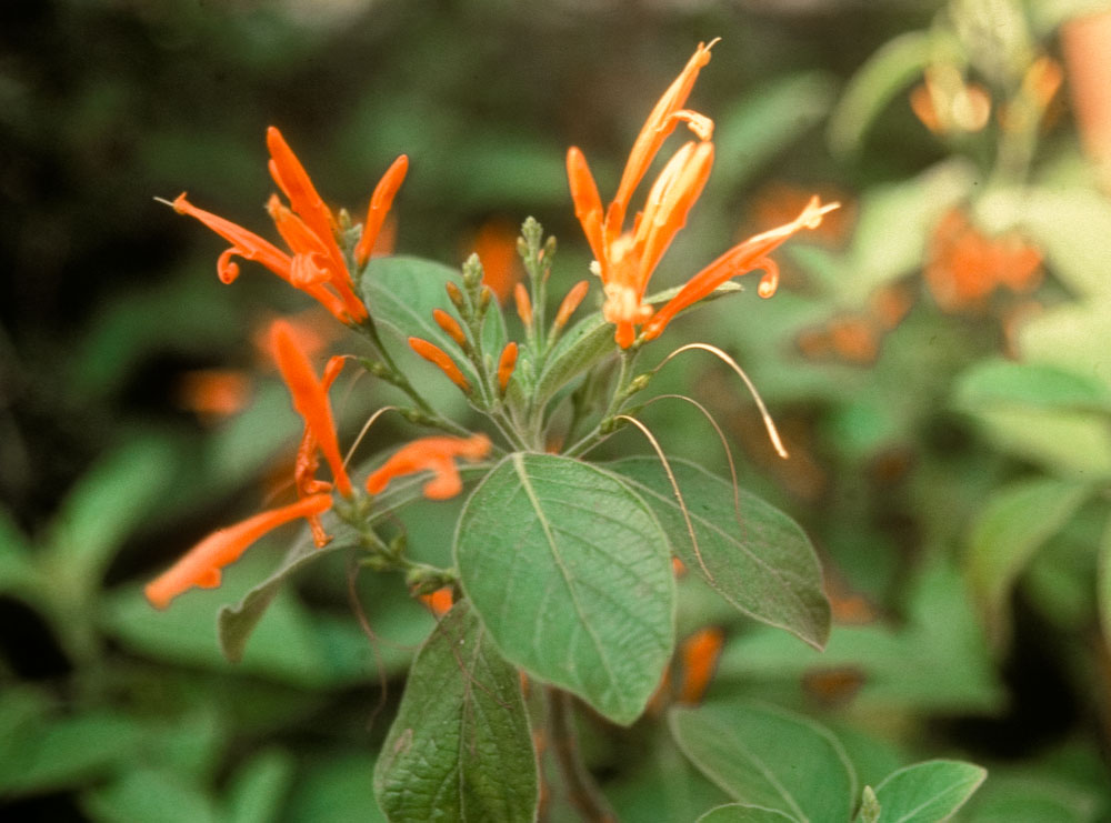 Acanthaceae Justicia 