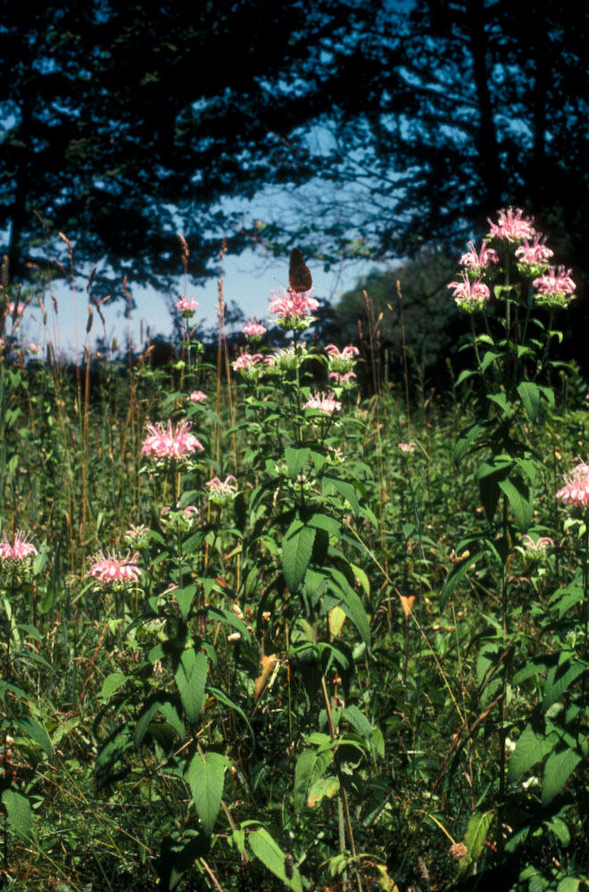 Lamiaceae Monarda clinopodia