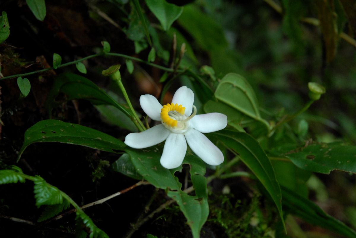 Melastomataceae Blakea 