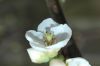 image of Chaenomeles speciosa