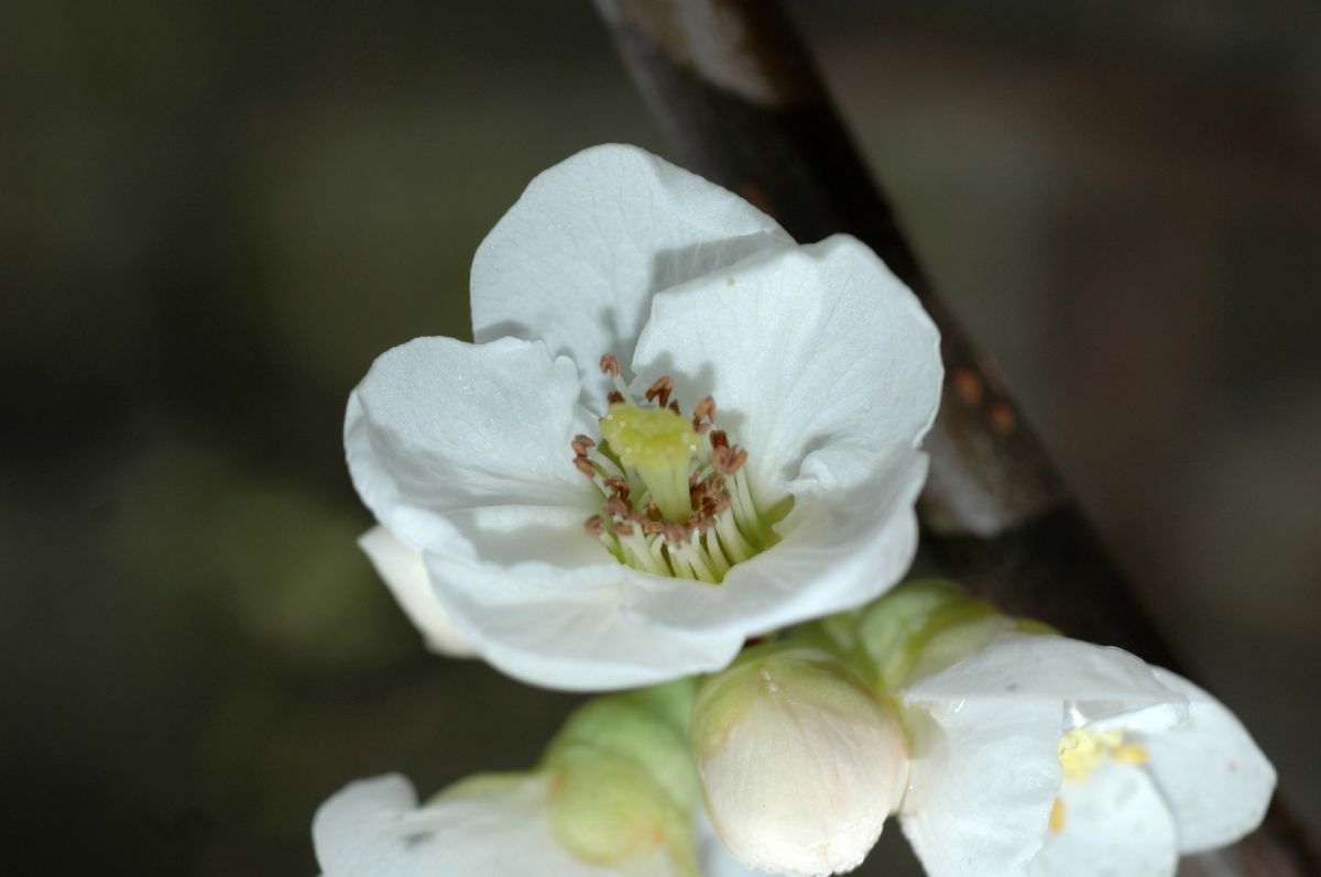 Rosaceae Chaenomeles speciosa