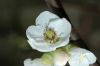 image of Chaenomeles speciosa