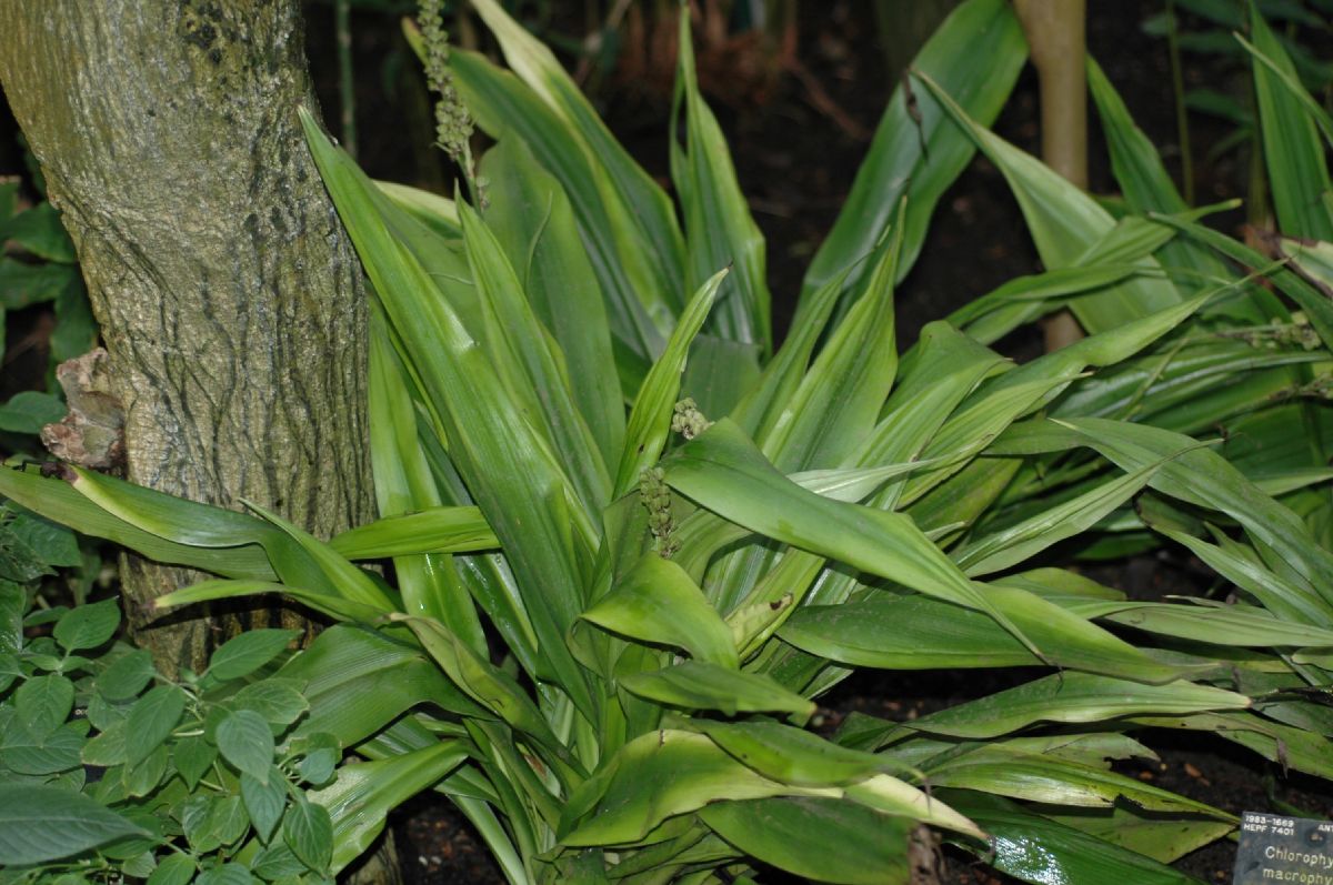 Asparagaceae Chlorophytum macrophyllum