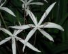 image of Crinum purpurascens