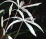 image of Crinum purpurascens