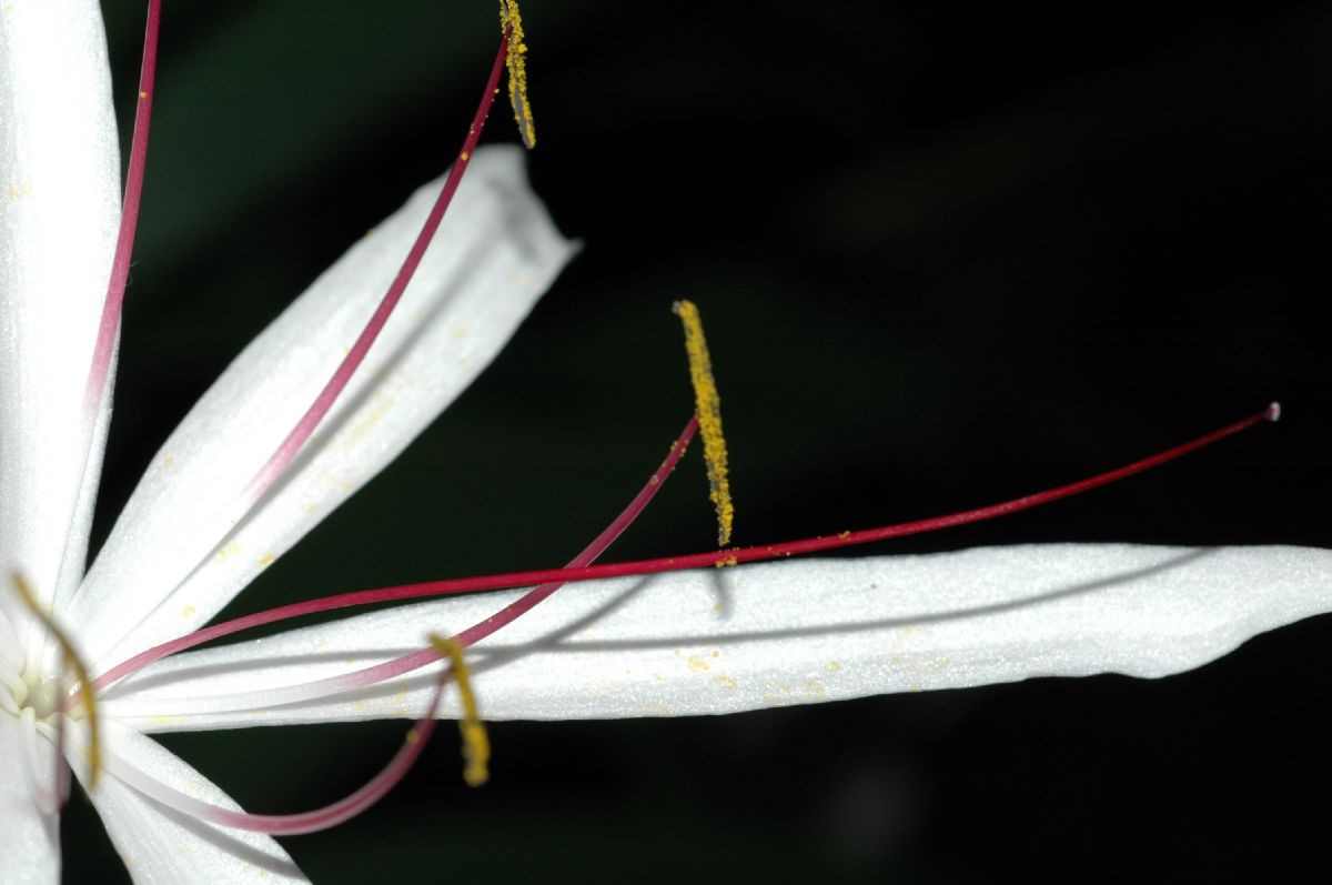 Amaryllidaceae Crinum purpurascens
