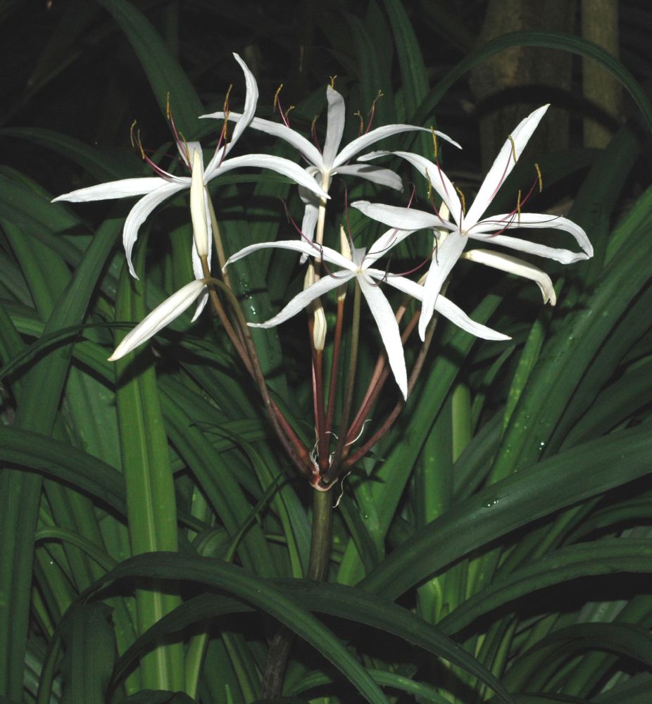 Amaryllidaceae Crinum purpurascens