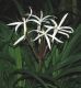 image of Crinum purpurascens