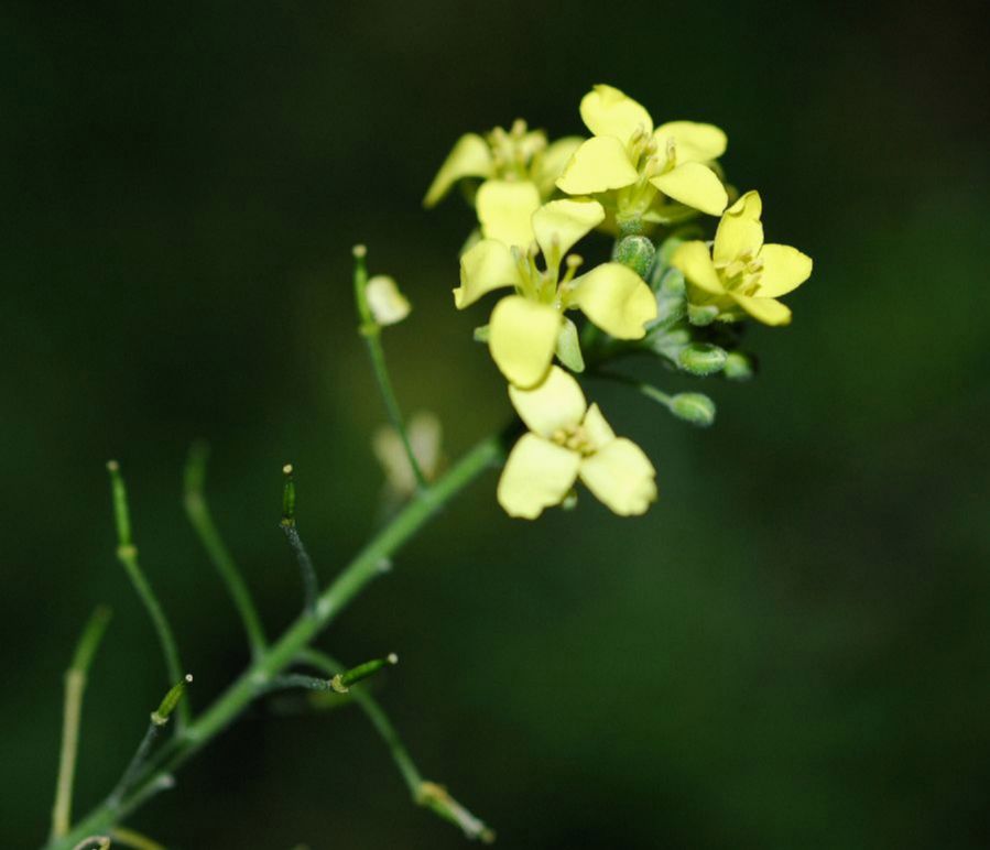 Brassicaceae Descurainia millefolia