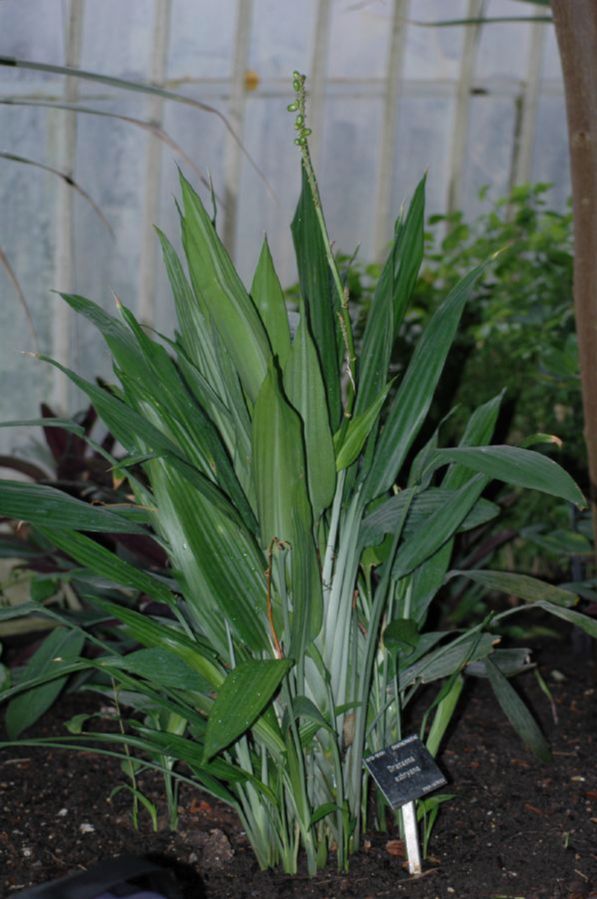 Asparagaceae Dracaena aubryana
