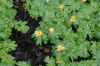 image of Eranthis hyemalis