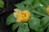 image of Eranthis hyemalis