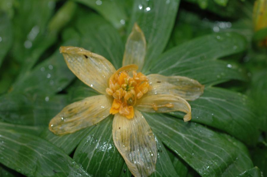 Ranunculaceae Eranthis hyemalis