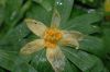 image of Eranthis hyemalis