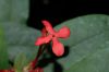image of Ixora coccinea