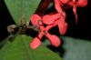 image of Ixora coccinea