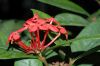 image of Ixora coccinea