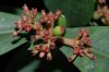 image of Ixora coccinea
