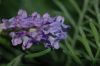 image of Lavandula canariensis