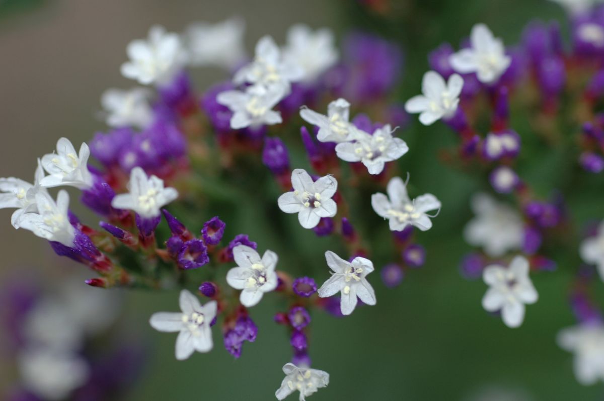 Plumbaginaceae Limonium spectabile
