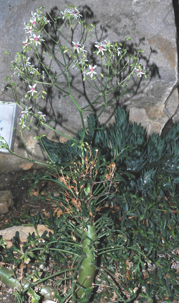 Geraniaceae Pelargonium crithmifolium