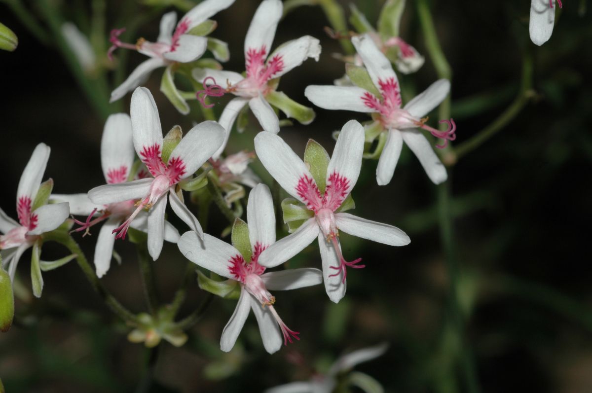 Geraniaceae Pelargonium crithmifolium